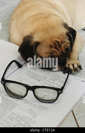 Hund fiel schlafend während ihre Hausaufgaben Stockfoto