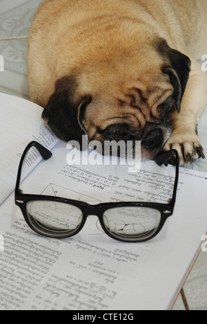 Hund fiel schlafend während ihre Hausaufgaben Stockfoto