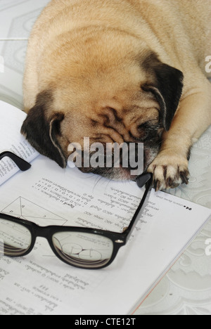 Hund fiel schlafend während ihre Hausaufgaben Stockfoto