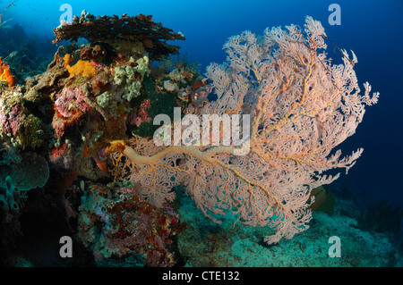 Seafan im Korallenriff, Melithaea SP., Manado, Nord Sulawesi, Indonesien Stockfoto