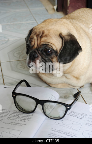 Hund fiel schlafend während ihre Hausaufgaben Stockfoto