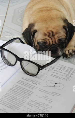 Hund fiel schlafend während ihre Hausaufgaben Stockfoto