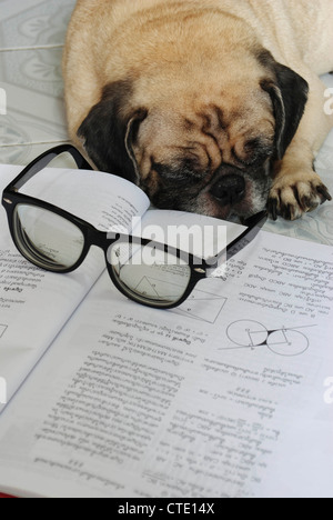 Hund fiel schlafend während ihre Hausaufgaben Stockfoto