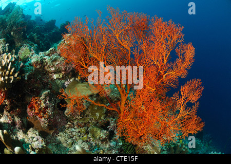 Seafan im Korallenriff, Melithaea SP., Bunaken, Nord-Sulawesi, Indonesien Stockfoto