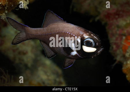 Flashlightfish mit Lichtorgel unter den Augen, Photoblepharon Palpebratus, Bunaken, Nord Sulawesi, Indonesien Stockfoto