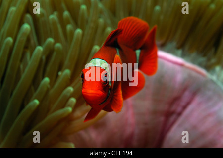 Spinecheek Clownfish, Premnas Aculeatus, Bunaken, Nord-Sulawesi, Indonesien Stockfoto