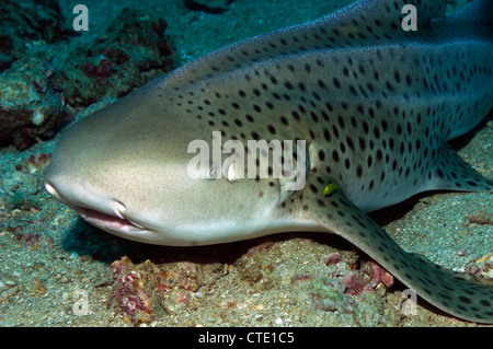 Leopardenhai, Stegostaoma Varium, Phi Phi Inseln, Thailand Stockfoto