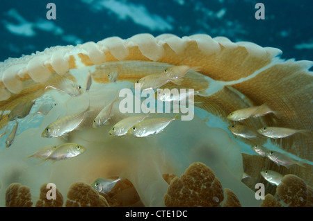 Juvenile Buchsen versteckt in Blumenkohl Quallen Caranx SP., Cephea Cephea, Phuket, Thailand Stockfoto