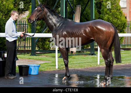 Rennpferd Abkühlung nach Rennen in Lingfield Rennstrecke Stockfoto