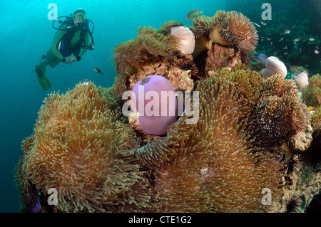 Kolonie von herrlichen Seeanemone Heteractis Magnifica, Phuket, Thailand Stockfoto
