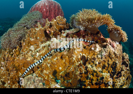 Gebänderten gelb-Lippe Meer Krait, Laticauda Colobrina, Phi Phi Inseln, Thailand Stockfoto