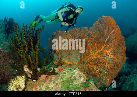 Tauchen über Korallenriff, Richelieu Rock, Surin Inseln, Thailand Stockfoto