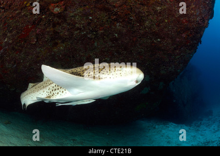 Leopardenhai, Stegostaoma Varium, Richelieu Rock, Surin Inseln, Thailand Stockfoto