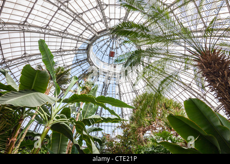 Allan Gardens Palm House Konservatorium, Toronto Stockfoto