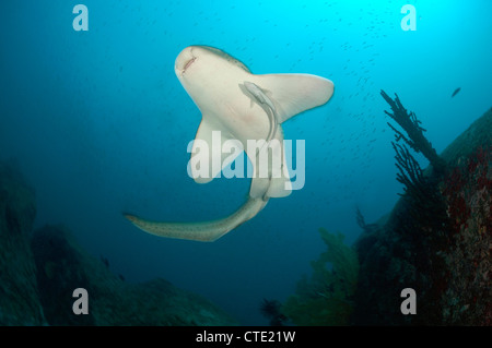 Leopardenhai, Stegostaoma Varium, Richelieu Rock, Surin Inseln, Thailand Stockfoto