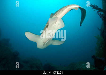 Leopardenhai, Stegostaoma Varium, Richelieu Rock, Surin Inseln, Thailand Stockfoto