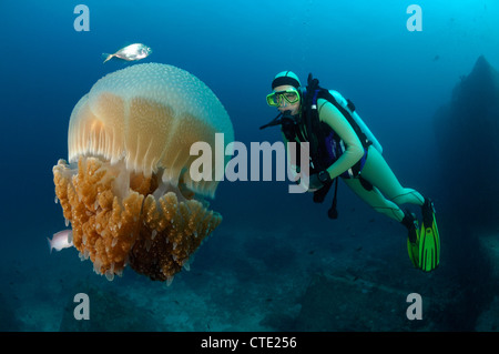 Taucher und Blumenkohl Quallen, Cephea Cephea, Richelieu Rock, Surin Inseln, Thailand Stockfoto