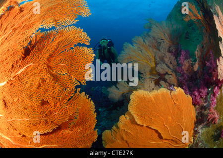 Taucher und riesigen Seafan, Annella Mollis, Richelieu Rock, Surin Inseln, Thailand Stockfoto