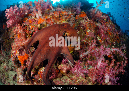 Day Octopus im Korallenriff, Octopus Cyanea, Richelieu Rock, Surin Inseln, Thailand Stockfoto