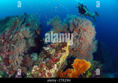 Taucher und riesigen Fächerkorallen, Melithaea SP., Similan Inseln, Thailand Stockfoto