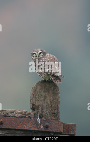 Steinkauz (Athene Noctua) thront auf einem Tor Stockfoto