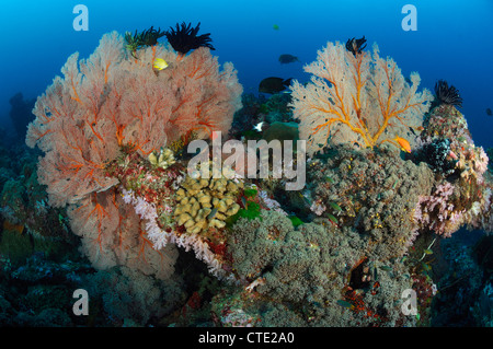 Seafan im Korallenriff, Melithaea SP., Similan Inseln, Thailand Stockfoto