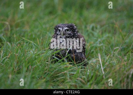 Ein Steinkauz (Athene Noctua) sitzen in nassen Rasen Stockfoto