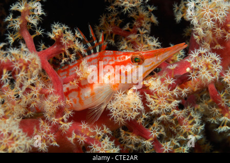 Longnose Hawkfish, Oxycirrhites Typus, Bali, Tulamben, Indonesien Stockfoto