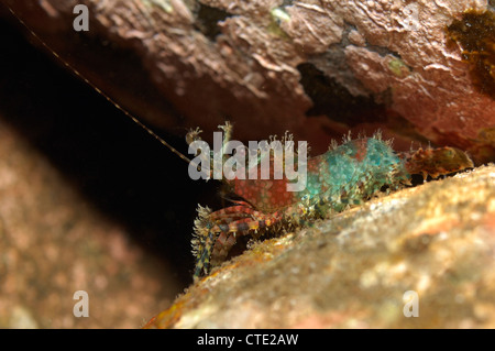 Garnelen, marmoriert Saron Marmoratus, Bali, Tulamben, Indonesien Stockfoto