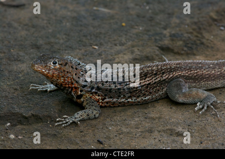 Eine Galapagos-Lava-Eidechse (Microlophus Albemarlensis) sonnt sich auf einem vulkanischen Felsen auf Santiago, auf den Galapagos-Inseln, Ecuador. Stockfoto