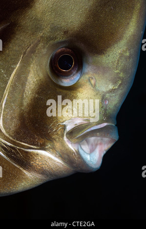 Porträt von Longfin Fledermausfischen, Platax Teira, Bali, Seraya, Indonesien Stockfoto