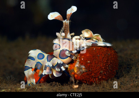 Harlekin Garnelen ernähren sich von Seesternen, Hymenocera Elegans, Bali, Seraya, Indonesien Stockfoto