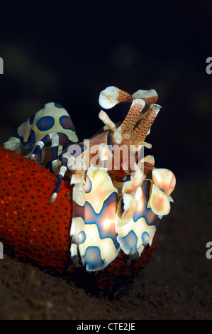 Harlekin Garnelen ernähren sich von Seesternen, Hymenocera Elegans, Bali, Seraya, Indonesien Stockfoto