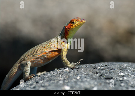 Eine Galapagos Lava Lizard (Microlophus albemarlensis) sonnt sich auf einem vulkanischen Felsen auf North Seymour, Galapagos, Ecuador. Stockfoto