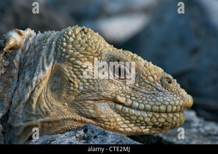 Ein Santa Fe Land Iguana (Conolophus Pallidus) faulenzen am späten Nachmittag auf den Galapagos-Inseln, Ecuador. Stockfoto