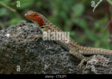 Eine weibliche Floreana Lava Lizard (Microlophus grayi sonnt sich auf einem vulkanischen Felsen auf der Insel Floreana, auf den Galapagosinseln, Ecuador. Stockfoto