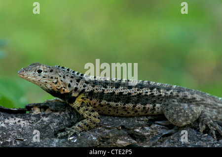 Eine männliche Floreana Lava Eidechse (Microlophus Grayi) sonnt sich auf einem vulkanischen Felsen auf der Insel Floreana, auf den Galapagos-Inseln, Ecuador. Stockfoto