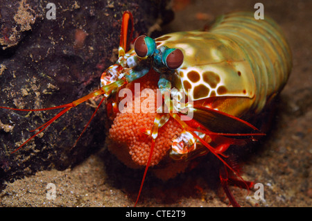 Fangschreckenkrebse mit Brook Eiern Odontodactylus Scyllarus, Bali, Seraya, Indonesien Stockfoto