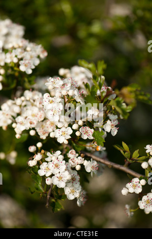 Weißdorn, Crataegus Monogyna, blüht im Frühjahr Stockfoto