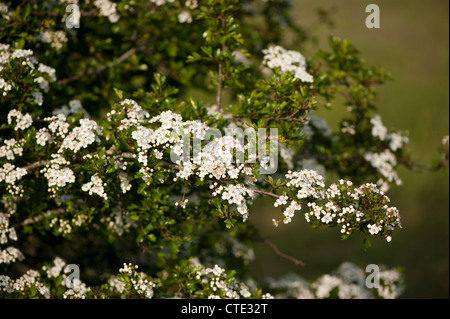 Weißdorn, Crataegus Monogyna, blüht im Frühjahr Stockfoto