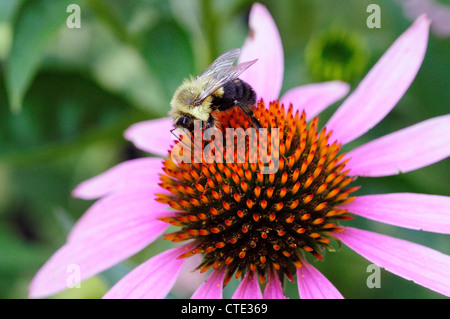 Hummel ein lila Echinacea bestäuben. Stockfoto