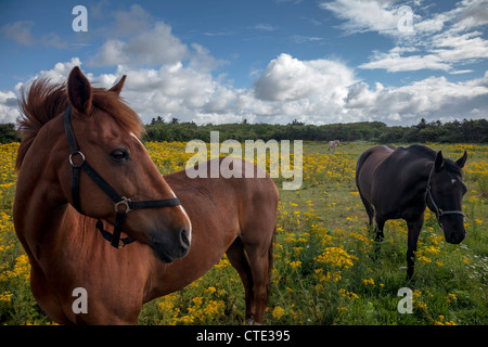 Pferde auf einem dänischen Feld mit gelben Blüten Stockfoto