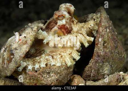 Kokosnuss Oktopus versteckt in der Schale, Octopus Marginatus, Flores, Indonesien Stockfoto