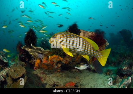 Gelb-Band Süßlippen über Riff, Plectorhinchus Polytaenia, Cannibal Rock, Rinca, Indonesien Stockfoto