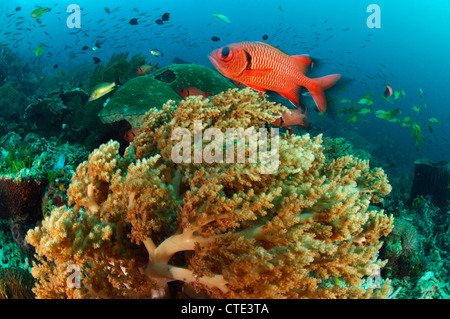 Soldatenfische über Korallen Reerf Myripristis SP., Cannibal Rock, Rinca, Indonesien Stockfoto