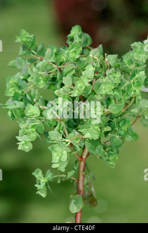 Kleinliche Wolfsmilch Euphorbia Peplus Euphorbiaceae als Unkraut in