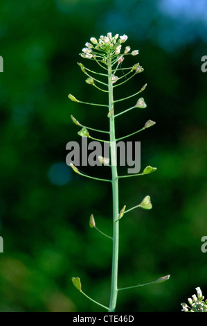 Schäfers-Geldbörse Capsella Bursa-Pastoris (Brassicaceae) Stockfoto