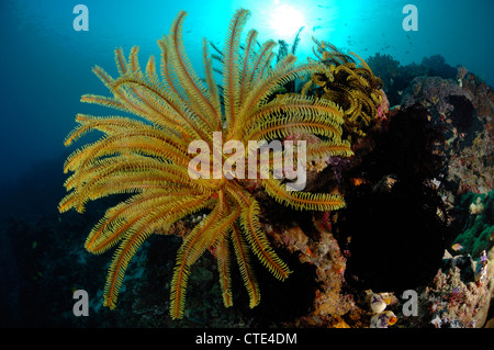 Gelbe Crinoid im Korallenriff, Comanthina SP., Komodo, Indonesien Stockfoto