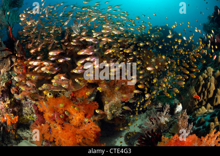 Bunte Korallenriff, Komodo, Indonesien Stockfoto