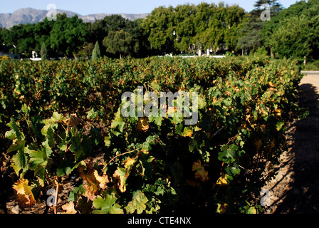 Nederburg Wine Estate, Paarl, Westkap, Südafrika Stockfoto